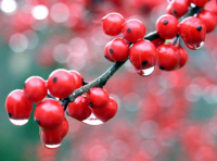 ZVLÁŠTNY TVOR - RECITÁTOR